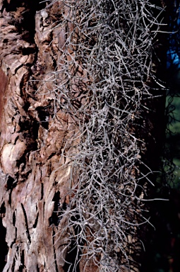 APII jpeg image of Tillandsia usneoides  © contact APII