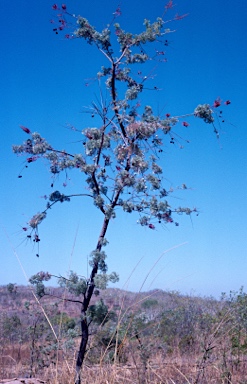 APII jpeg image of Grevillea benthamiana  © contact APII