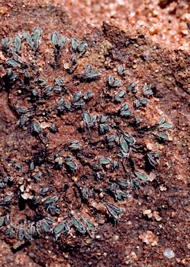 APII jpeg image of Riccia  © contact APII