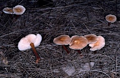 APII jpeg image of Collybia  © contact APII