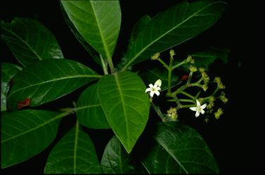 APII jpeg image of Psychotria loniceroides  © contact APII