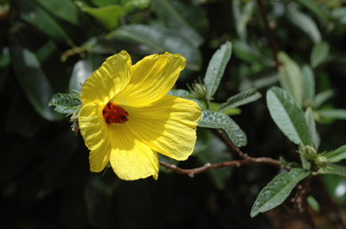 APII jpeg image of Hibiscus divaricatus  © contact APII