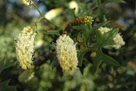 Grevillea flexuosa