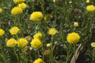 Helichrysum rutidolepis