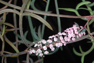 Grevillea leptobotrys