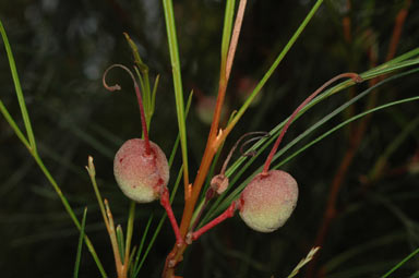 APII jpeg image of Grevillea johnsonii  © contact APII