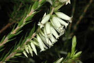 Epacris calvertiana var. calvertiana