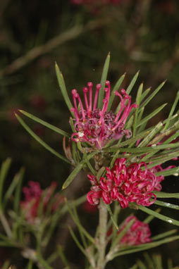 APII jpeg image of Grevillea confertifolia  © contact APII