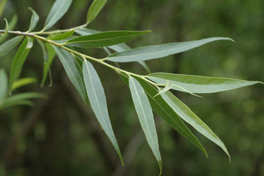 APII jpeg image of Salix fragilis nothovar. X fragilis  © contact APII