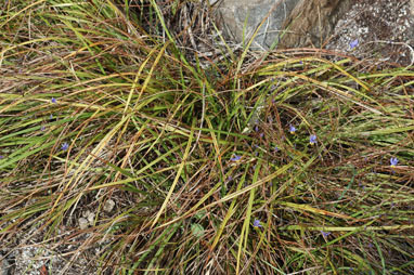 APII jpeg image of Dianella revoluta var. tenuis  © contact APII