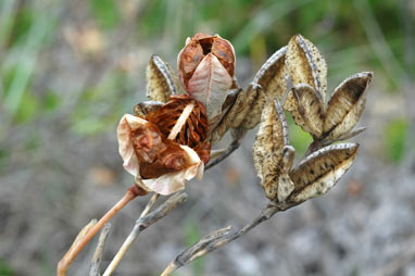 APII jpeg image of Gladiolus gueinzii  © contact APII