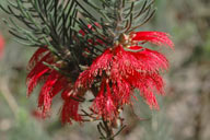 Calothamnus quadrifidus