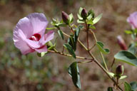 Gossypium sturtianum