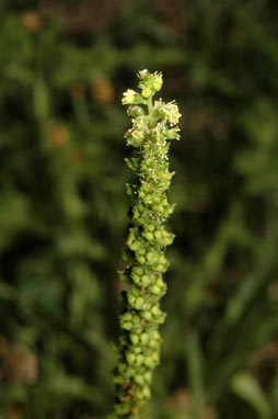 APII jpeg image of Reseda luteola  © contact APII