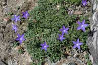 Wahlenbergia gloriosa