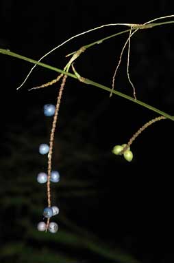 APII jpeg image of Gymnostachys anceps  © contact APII