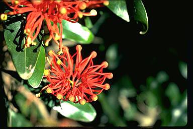 APII jpeg image of Stenocarpus sinuatus  © contact APII