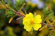 Hibbertia patens