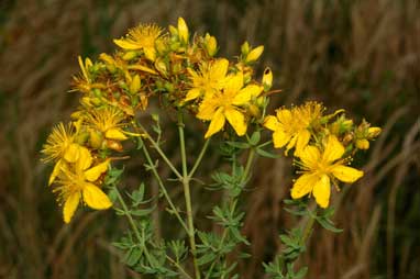 APII jpeg image of Hypericum perforatum subsp. veronense  © contact APII