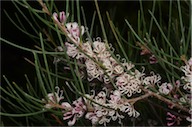 Hakea cycloptera