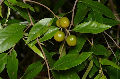 APII jpeg image of Petalostigma triloculare  © contact APII