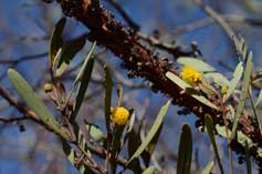 Acacia rhodophloia