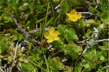 APII jpeg image of Hypericum japonicum  © contact APII