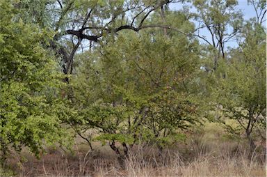 APII jpeg image of Petalostigma pubescens  © contact APII