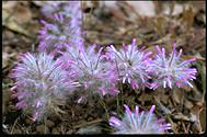 Ptilotus manglesii - click for bigger photo