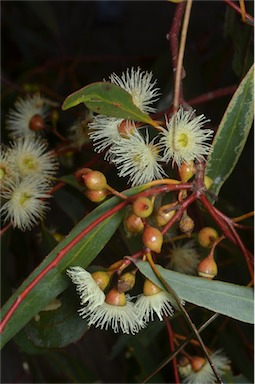 APII jpeg image of Eucalyptus leucoxylon  © contact APII