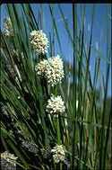 Lomandra leucocephala subsp. robusta - click for larger image