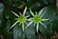 Passiflora herbertiana 