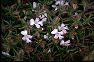 Hemiandra pungens - click for larger image