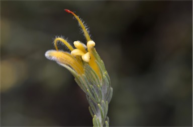 APII jpeg image of Adenanthos terminalis  © contact APII