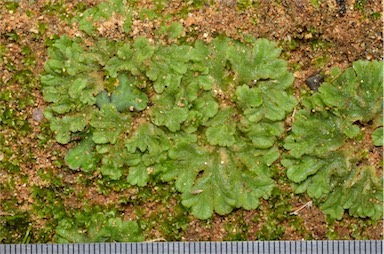 APII jpeg image of Riccia papulosa  © contact APII