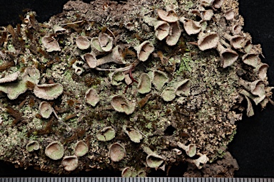 APII jpeg image of Cladonia pleurota  © contact APII