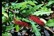 Grevillea 'Poorinda Royal Mantle' - click for larger image