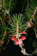 Calothamnus villosus - click for larger image