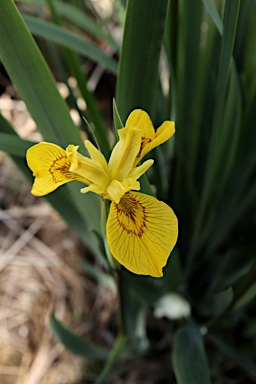 APII jpeg image of Iris pseudacorus  © contact APII