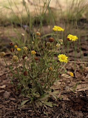 APII jpeg image of Brachyscome chrysoglossa  © contact APII