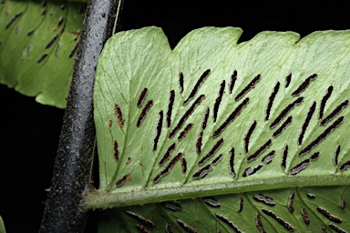 APII jpeg image of Callipteris prolifera  © contact APII