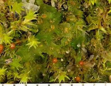 APII jpeg image of Phaeoceros  © contact APII