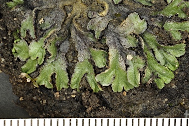 APII jpeg image of Riccia muscicola  © contact APII