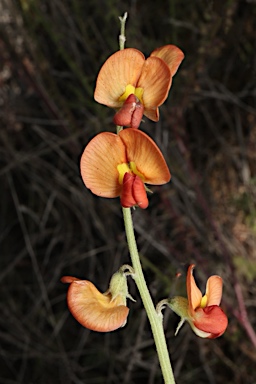 APII jpeg image of Swainsona stipularis  © contact APII