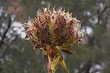 APII jpeg image of Doryanthes excelsa '(White flowers)'  © contact APII