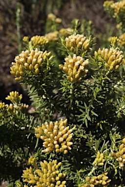 APII jpeg image of Ozothamnus turbinatus  © contact APII