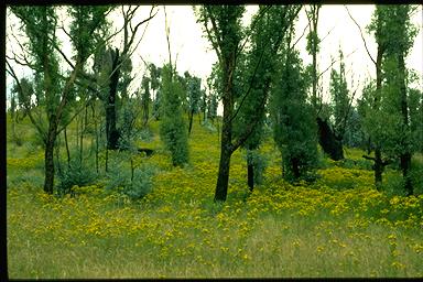 APII jpeg image of Hypericum perforatum  © contact APII