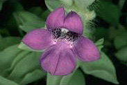 flower image