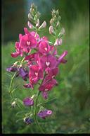 Swainsona galegifolia - click for larger image