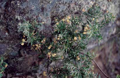 APII jpeg image of Grevillea lanigera  © contact APII